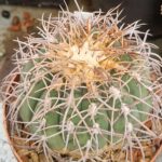 Gymnocalycium accorugatum
