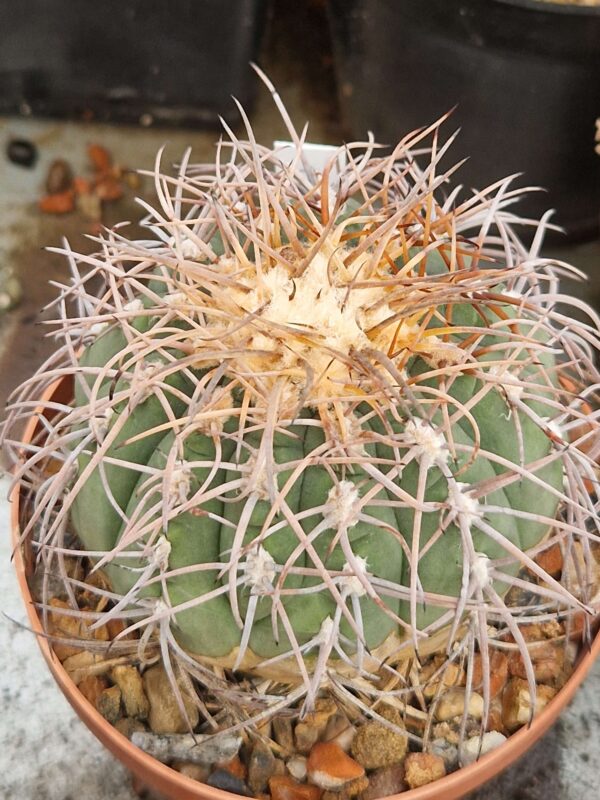 Gymnocalycium accorugatum