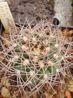 Gymnocalycium mazanense v polycephalum