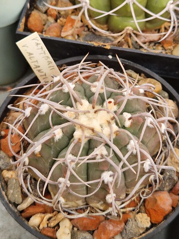 Gymnocalycium vatteri v altantinense