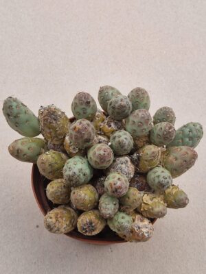 20260913_090243 Tephrocactus mandragora