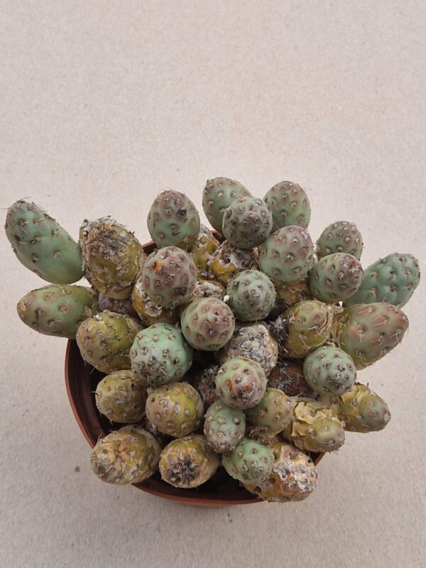 Tephrocactus mandragora