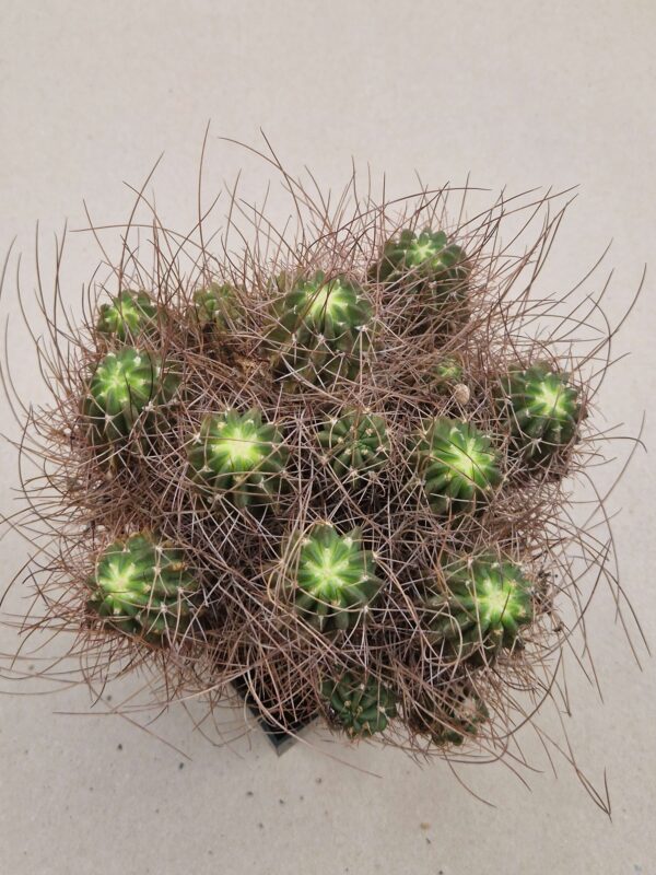 Lobivia maximiliana v caespitosa