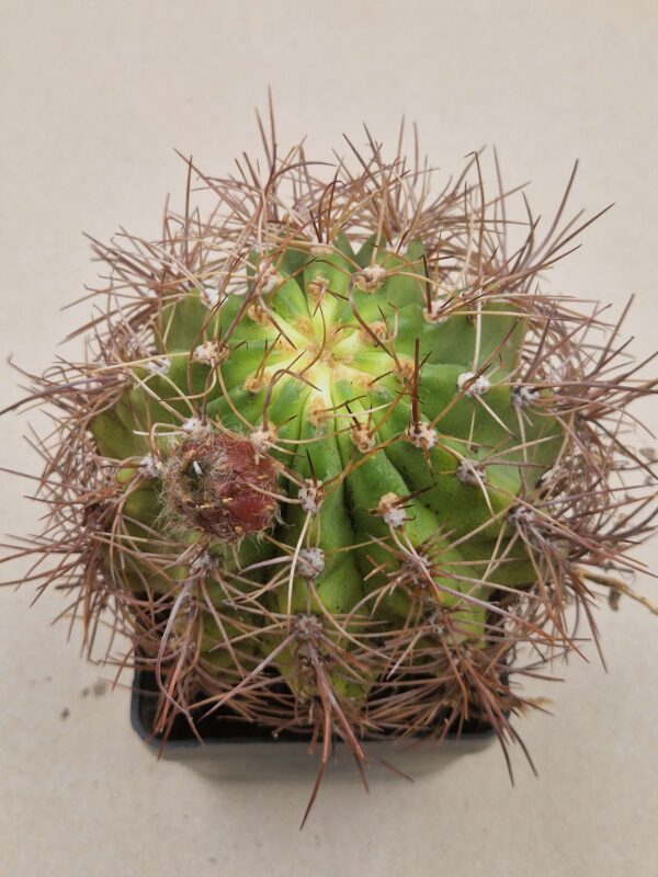 Lobivia formosa v rosarioana