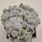 Sulcorebutia tarabucoensis v hertusii