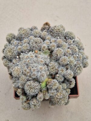 20260913_093339 Sulcorebutia tarabucoensis v hertusii