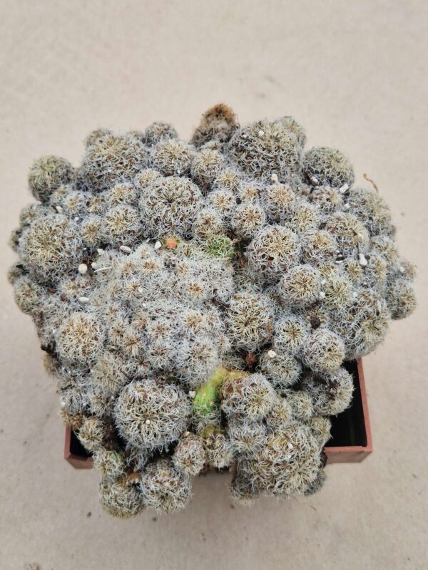 Sulcorebutia tarabucoensis v hertusii