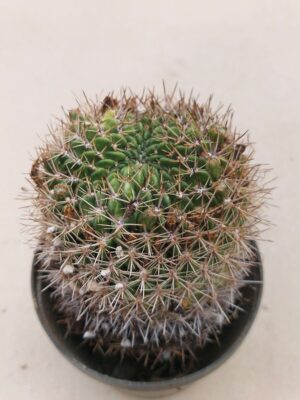 20260913_093401 Lobivia acantholegma v neocinnabarina