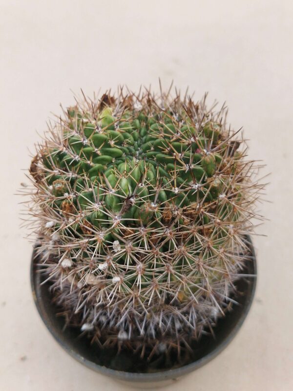 Lobivia acantholegma v neocinnabarina