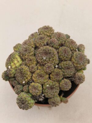 Sulcorebutia pasopayana