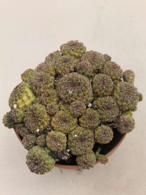 Sulcorebutia pasopayana