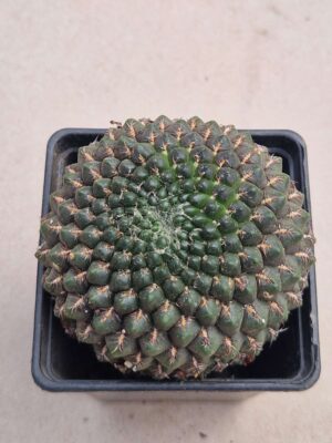 20260913_105243 Sulcorebutia purpurea v santiaginensis