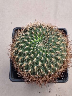 20260913_105311 Sulcorebutia tiraquensis