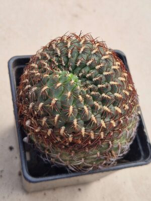 20260913_105408 Sulcorebutia callochroma v albiareolata