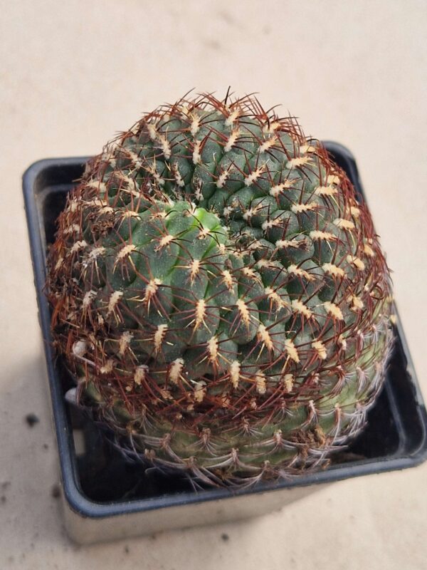 Sulcorebutia callochroma v albiareolata