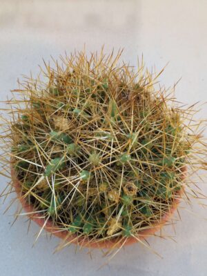 20260915_161612 Tephrocactus glomeratus
