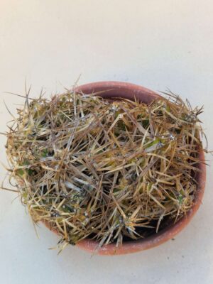 20260915_161730 Tephrocactus oligacanthus