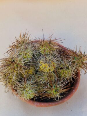 20260915_161900 Tephrocactus alexanderi v bruchii