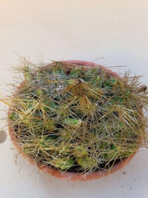 20260915_162142 Tephrocactus pentlandii