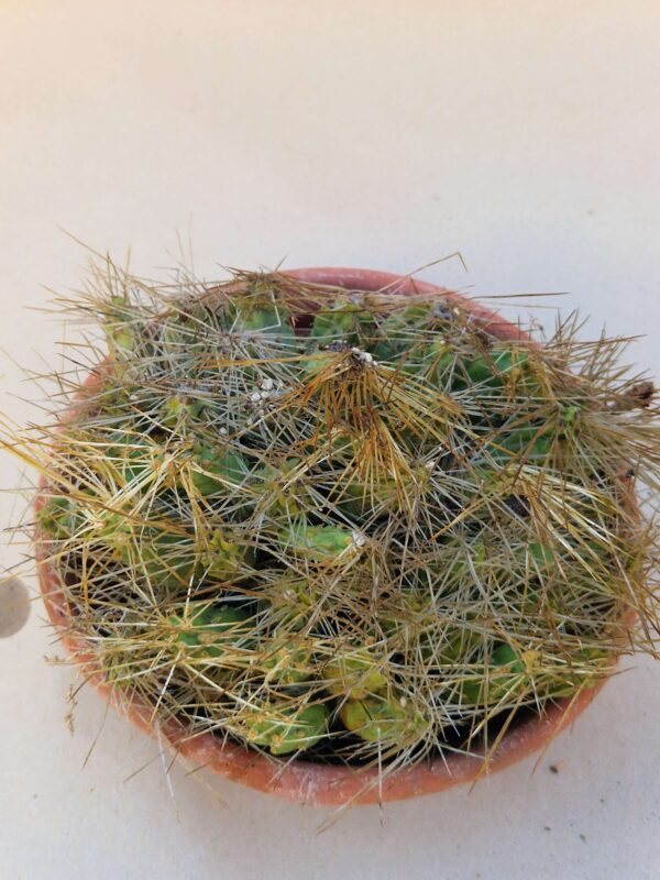 Tephrocactus pentlandii