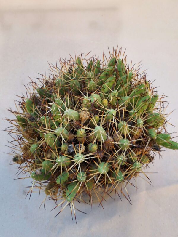 Tephrocactus glomeratus