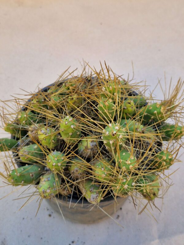 Tephrocactus glomeratus