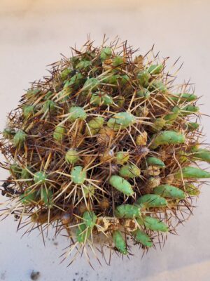 20260915_164732 Tephrocactus leontino