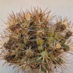 20260915_164830 Tephrocactus darwinii