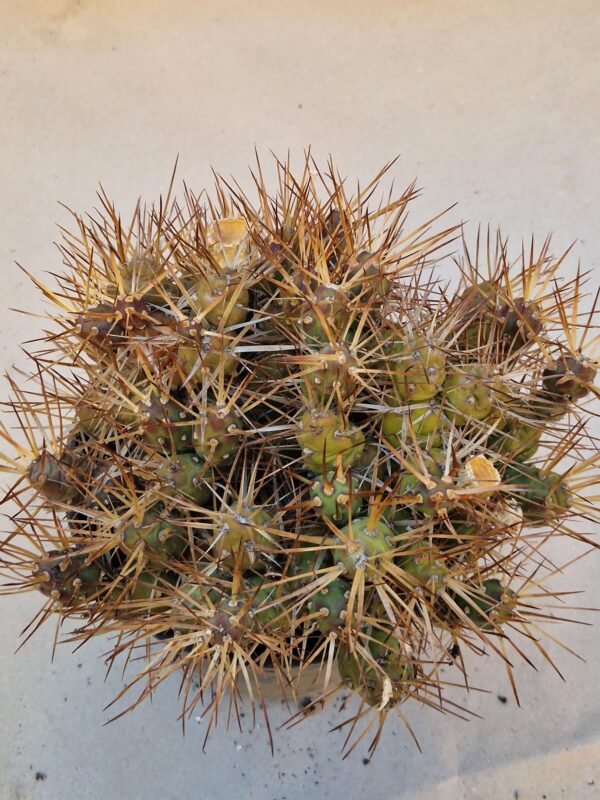 Tephrocactus darwinii