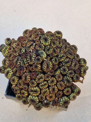 20260915_170706 Sulcorebutia rauschii
