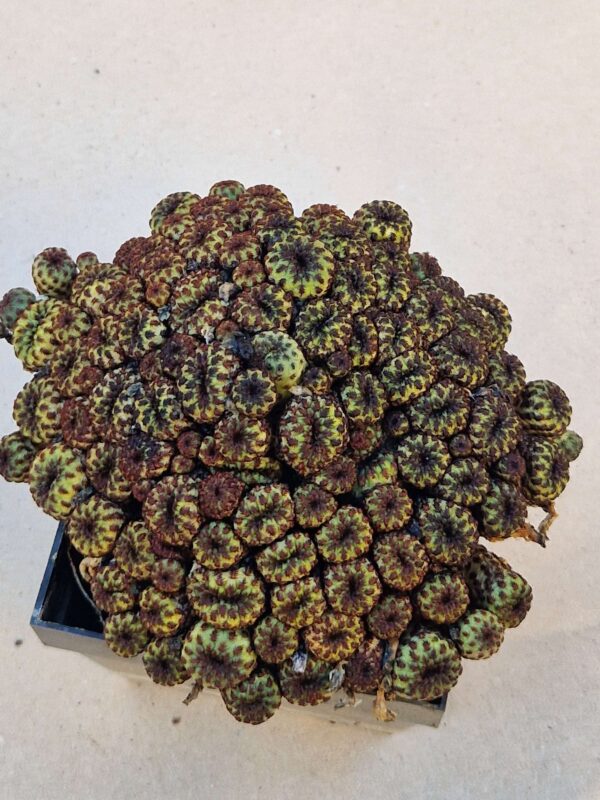 Sulcorebutia rauschii