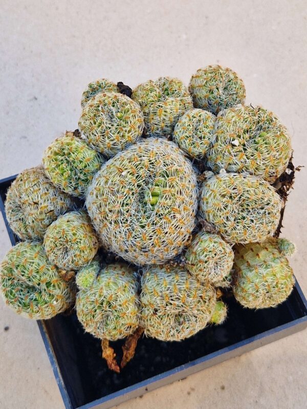Sulcorebutia gemmae