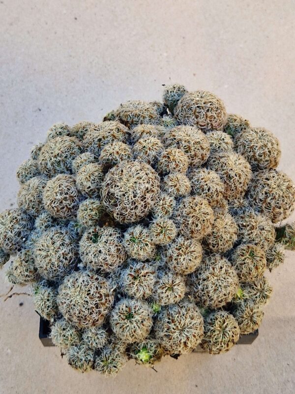 Sulcorebutia tarabucoensis v hertusii