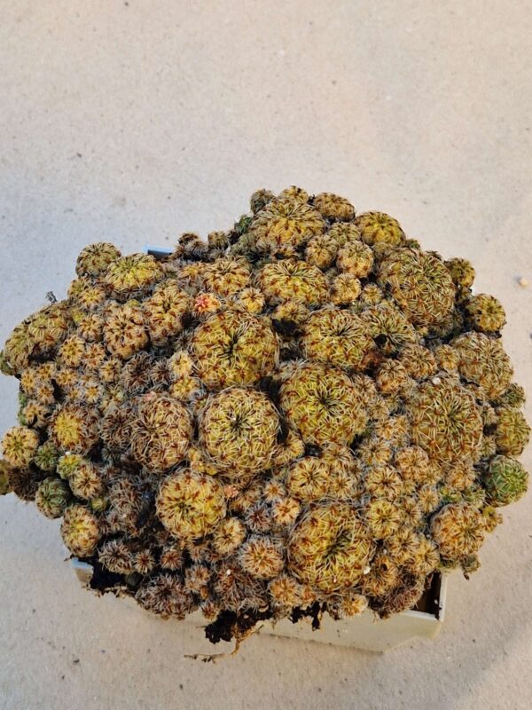 Sulcorebutia inflexiseta