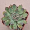 Echeveria pulidonis
