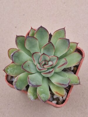 20260917_170406 Echeveria pulidonis