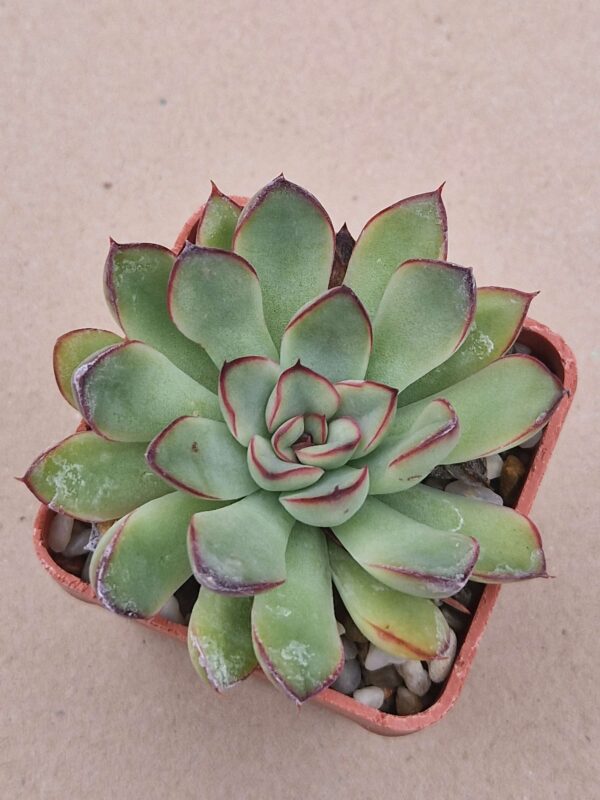 Echeveria pulidonis