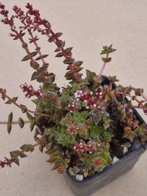 20260917_170421 Crassula capitella
