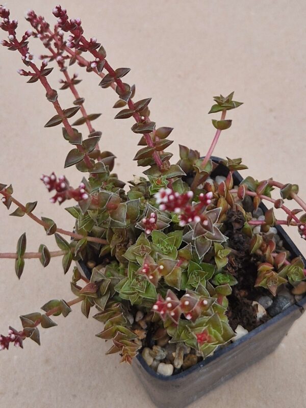 Crassula capitella