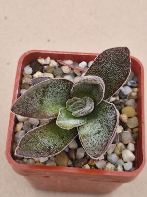Crassula ,Garnet Lotus,