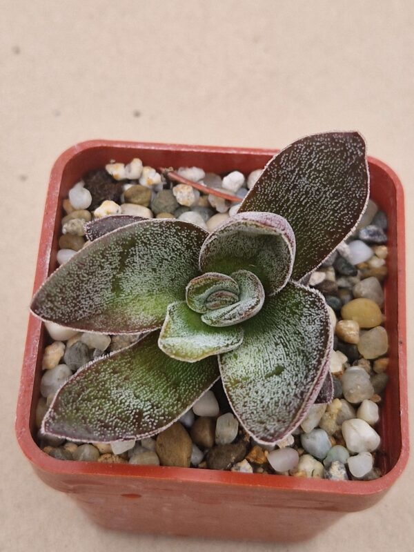 Crassula ,Garnet Lotus,