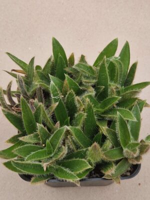 Cyanotis somaliensis