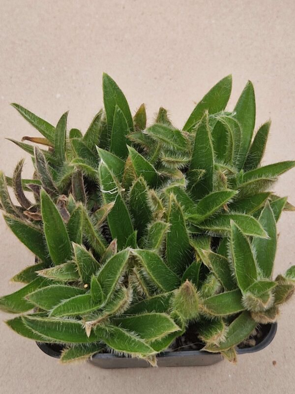 Cyanotis somaliensis