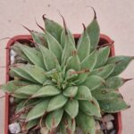 20260917_170523 Graptoveria ,Silver Star,