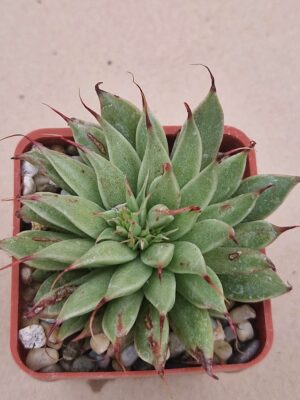 Graptoveria ,Silver Star,