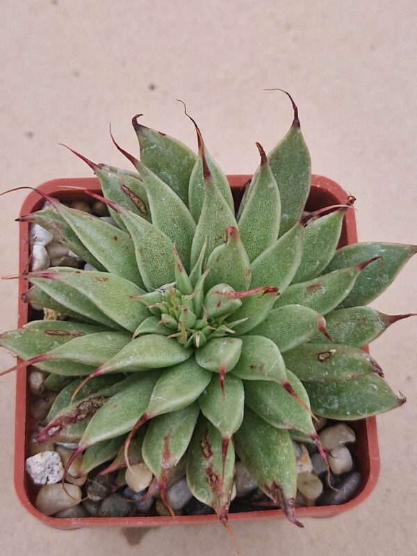 Graptoveria ,Silver Star,