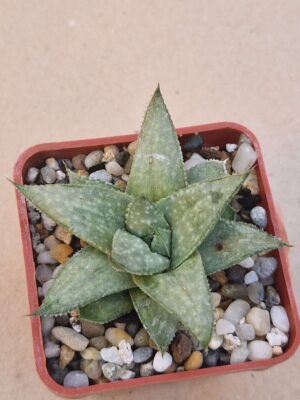 20260917_174811 Gasteraloe ,Wonder,