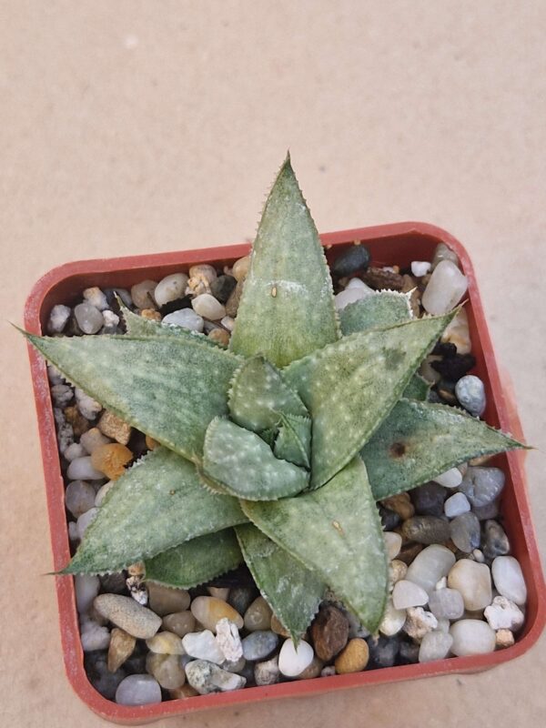 Gasteraloe ,Wonder,