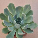Echeveria sp
