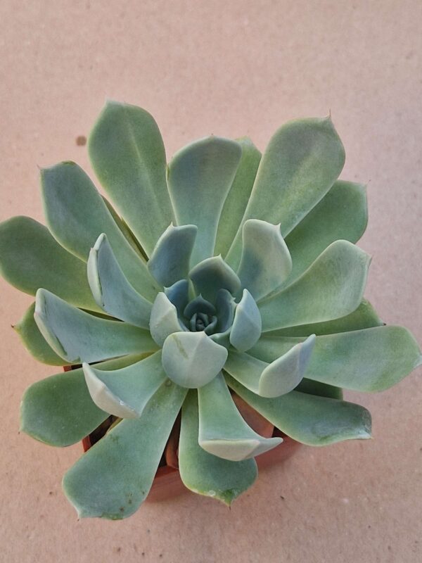Echeveria sp